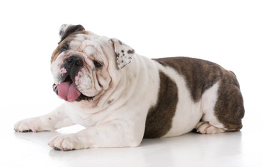 male bulldog laying down