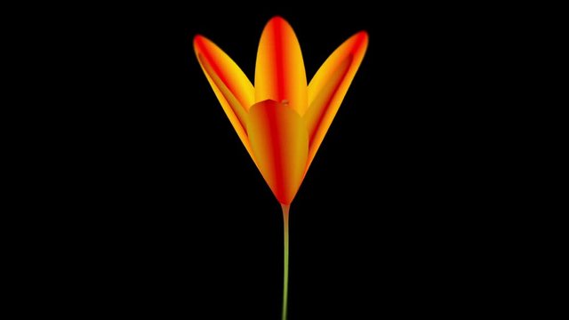 Blooming orange lily flower time lapse