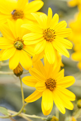 Jerusalem artichoke flowers