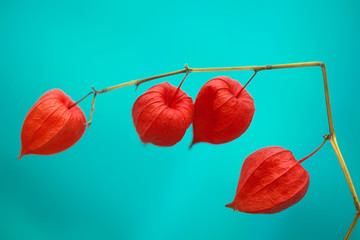 physalis ( red flowers)