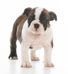 Obraz premium adorable bulldog puppy