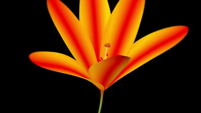 Blooming orange lily flower time lapse. Close up version