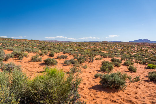 Desert with sand and small bushes in Arizona, USA