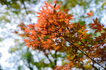 Red autumn Leave in Garden
