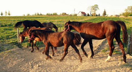 Konie w drodze na łąkę, pastwisko