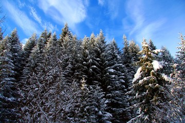 Snowy trees covered rime in a beautiful winter day 