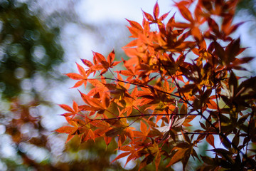 Red autumn Leave in Garden