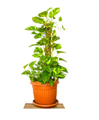 Epipremnum aureum,Pothos,Pothos in pots / potted ficus plant isolated on white background / House Plant potted plant isolated on white.