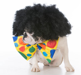 dog dressed like a clown