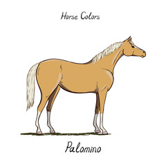Horse color chart on white.  Equine coat colors with text. Equestrian scheme. Palomino type of horse. Vector hand drawn illustration. 