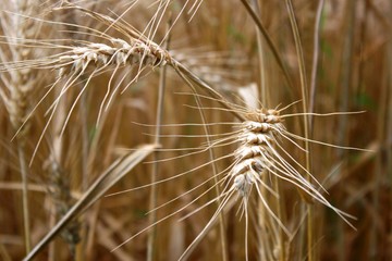 Ears of wheat in a field in France