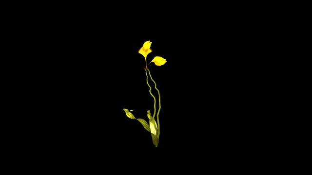 Yellow Butter Cup  Flower + Luma Channel