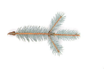 ель ветка на белом фоне лежит изолированная © Anna81