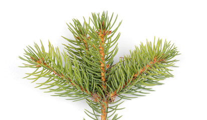 ель ветка на белом фоне лежит изолированная © Anna81