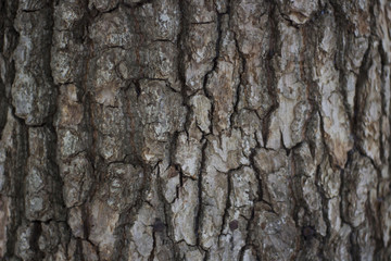 Texture of Pine Bark