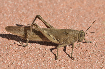 Cavalletta_Locusta_Caelifera_Celiferi_Ortotteri