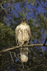 Hawk bird at tree perch