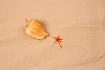 Conchiglia con stella 3