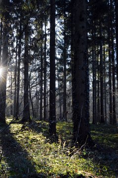 Pine Forest Gaumaise