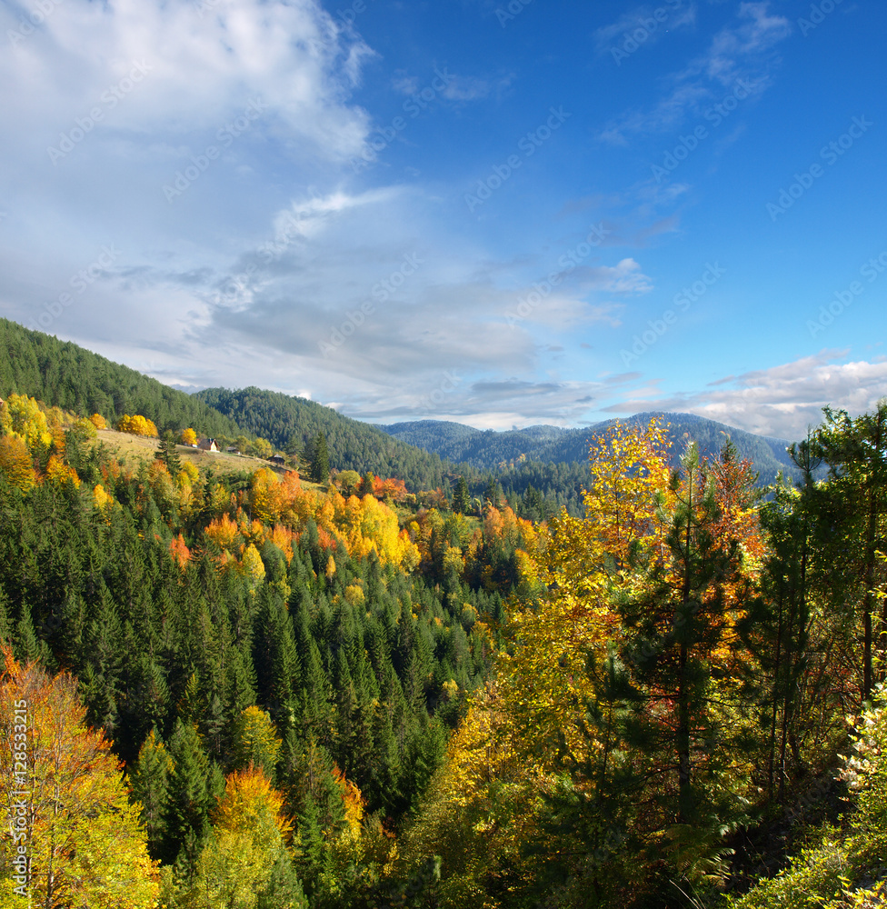 Poster autumn forest