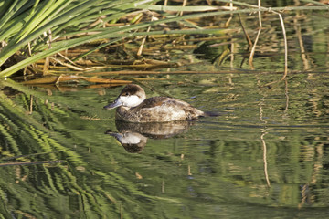 Duck at California lake during sunset