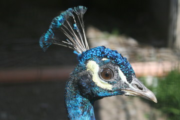 Close up of peacock head
