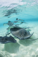Stingray city - Cayman Islands