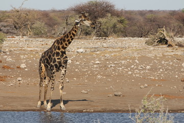 Fototapeta na wymiar Giraffe