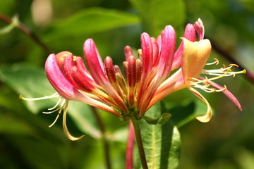 Honeysuckle flower close up
