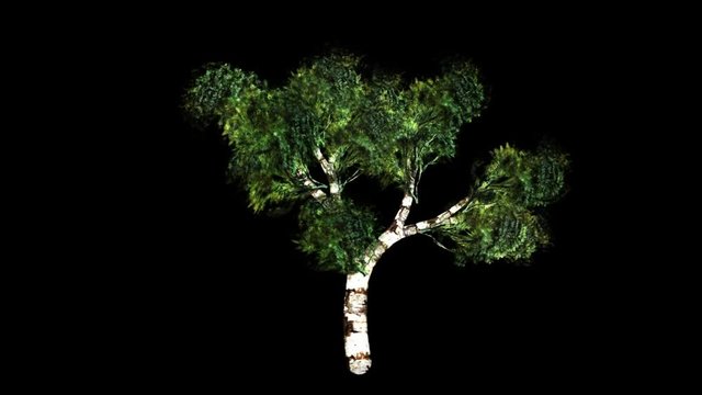 Green birch tree timelapse