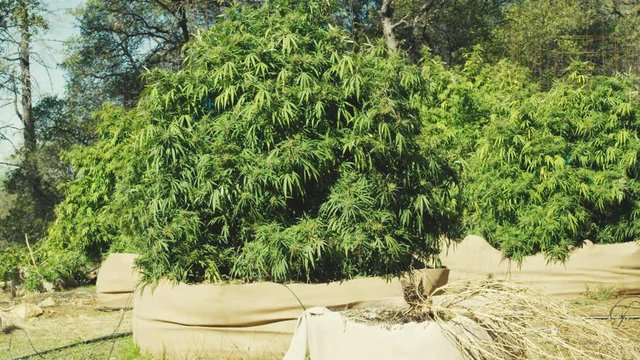 Large Marijuana Plants Outdoor Steadicam 1