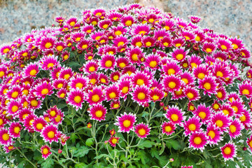 Beautiful flowers on meadow / colorful flower in the garden.
