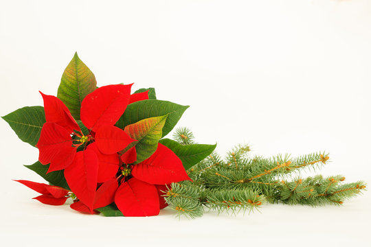 Christmas poinsettia flower with fir branch over white