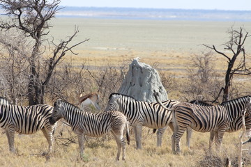 Fototapeta na wymiar Zebras Etosha