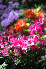 Obraz premium Blooming colorofull Rhododendrons in garden. Photo taken with shallow depth of field and soft focus lens.