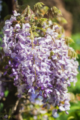 Floral background, flowers of wisteria sinensis closeup in garden