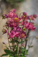 Pink aquilegia or columbine flowering in garden.