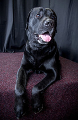 Black labrador retriever