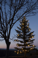 Fototapeta na wymiar beleuchteter weihnachtsbaum neben kahlem laubbaum