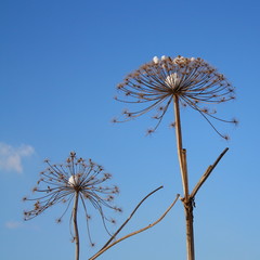 umbrella plant in the snow on blue sky background