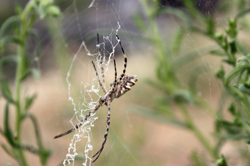 aranha