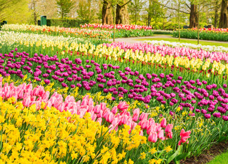 Spring flowers flowerbed - yellow, pink and violet - in dutch garden, Keukenhof, Netherlands
