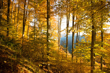 Obraz premium Cansiglio