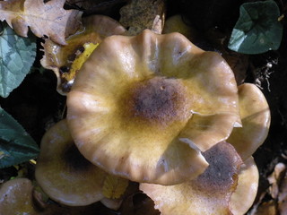 Fungo selvatico