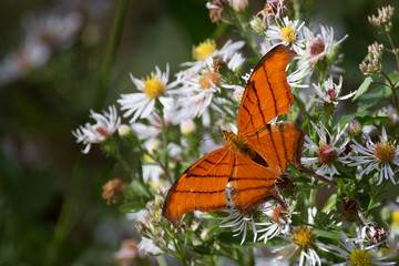 Ruddy Daggerwing Butterfly