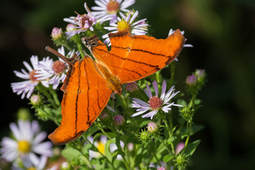 Ruddy Daggerwing Butterfly
