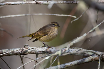 Palm Warbler