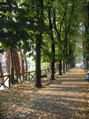 Viale alberato