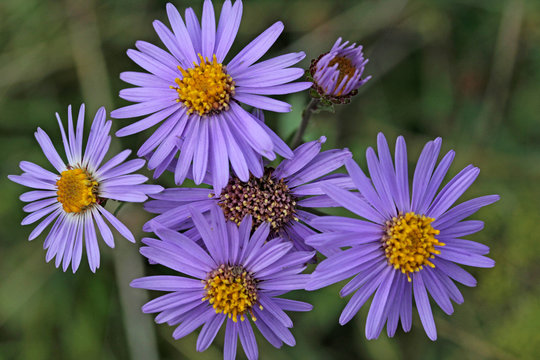 astro autunnale (Aster amellus)
