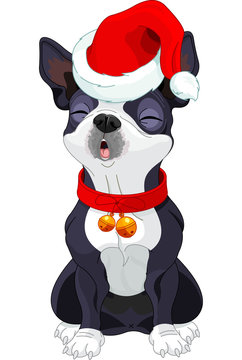 Christmas Boston Terrier sing song